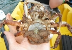 crab_with_eggs
