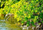 mangrove_forest
