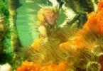 mangrove_anemone_and_sea_sponge3