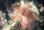 mangrove_feather_duster