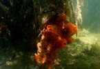 orange_sponge_mangrove