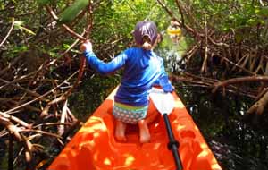 Mangrove Kayak Tour Photos