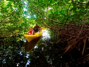 mangrove-kayak