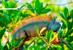 web_iguana_in_saltwater_forest_a